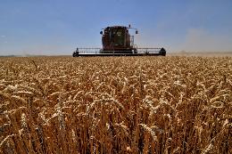 Урожай зерновых на Ставрополье вдвое превышает потребности края